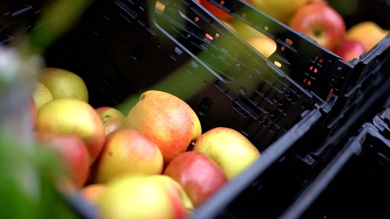 Getreidefeld Ernte: Szene aus dem Videoprojekt Imagefilm Bäckerei Huth, Rohstoffe aus der Region von NEXAS Media