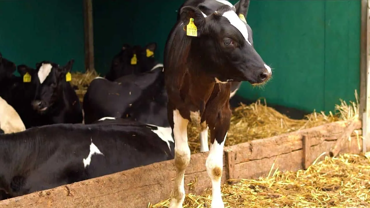 Rohstoffanlieferung Bäckerei: Szene aus dem Videoprojekt Imagefilm Bäckerei Huth, Rohstoffe aus der Region von NEXAS Media